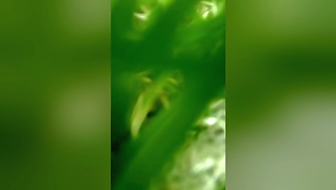 Today Exclusive -cute Desi Girl Boobs Sucking By Lover