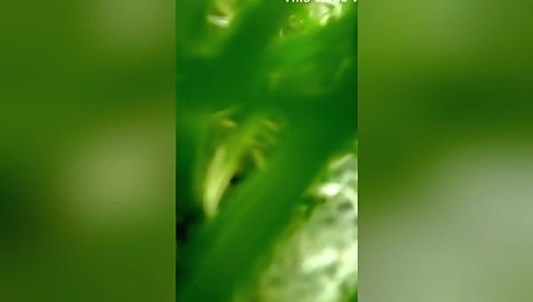 Today Exclusive -cute Desi Girl Boobs Sucking By Lover